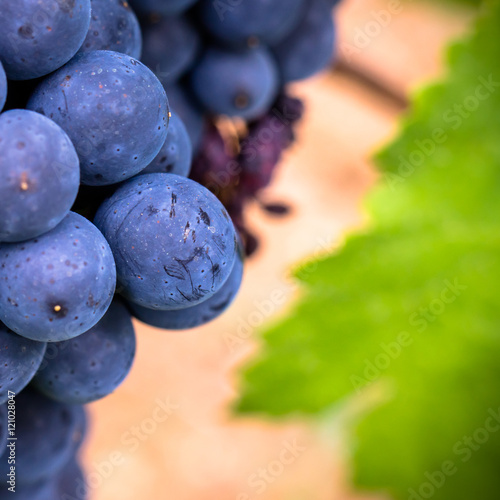 raisins prêts pour les vendanges photo