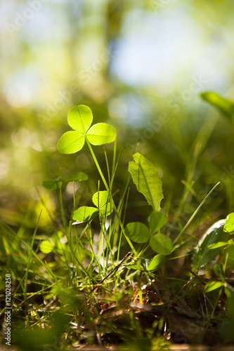 Clovers growing in nature