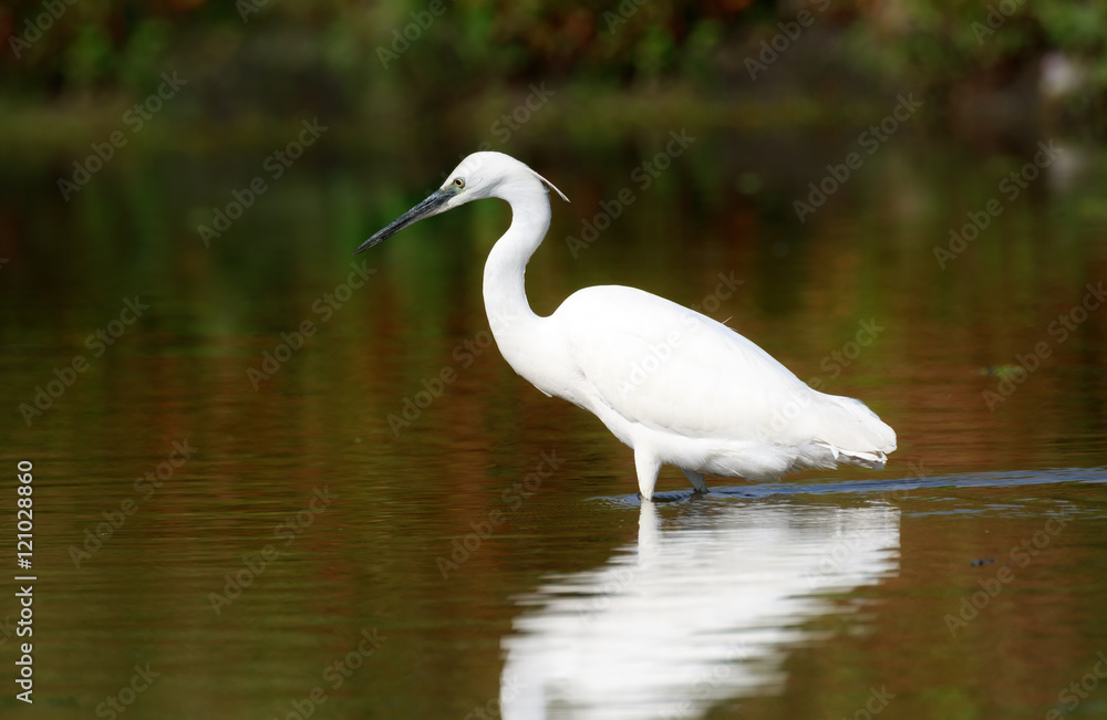 Little egret (Egretta garzetta), Sole bird standing in water Little egret (Egretta garzetta), Sole bird standing in water