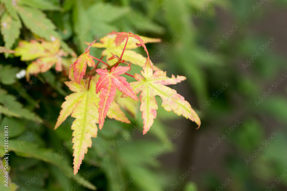 Red, yellow and green maple leaves Red, yellow and green maple leaves