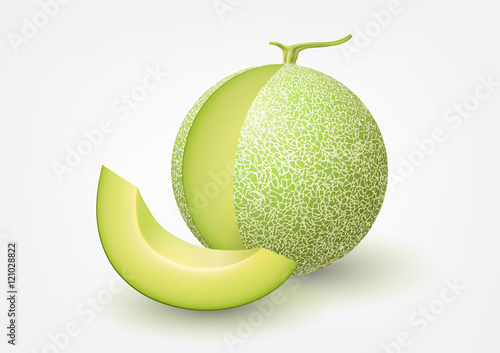 Cantaloupe melon, fruit vector illustration