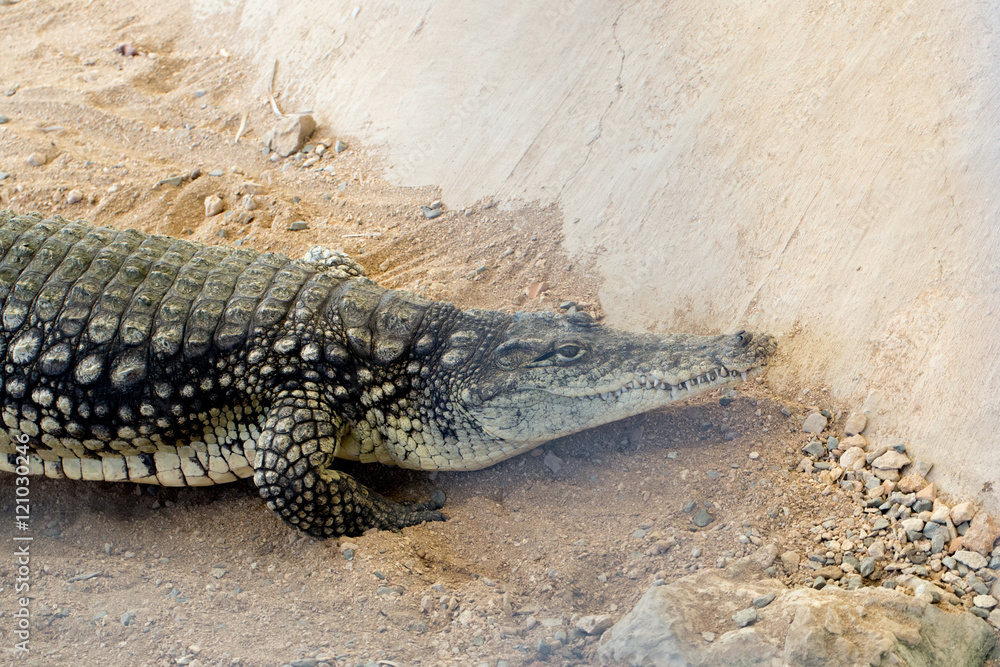 Obraz premium Huge crocodile basking in the sun