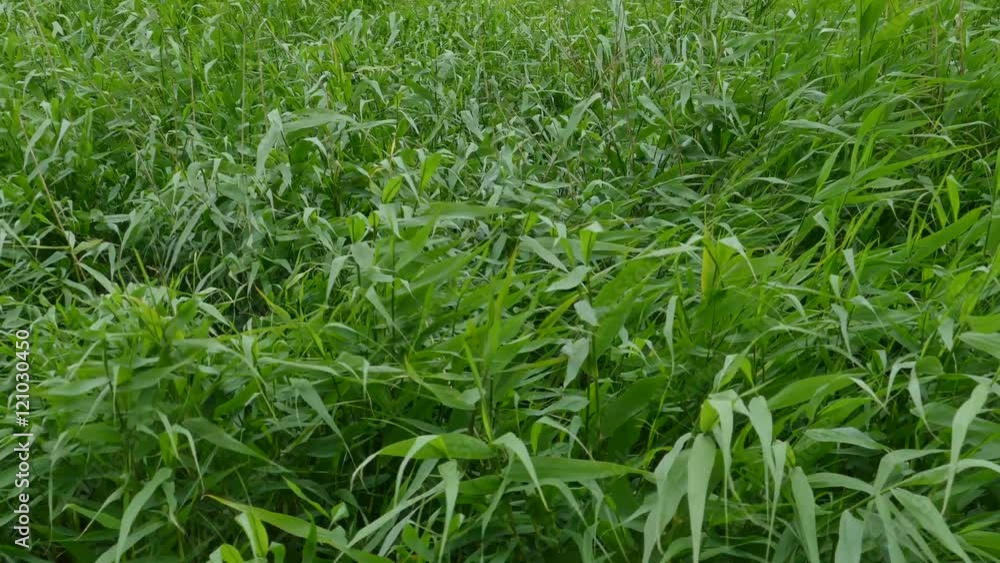 Background of Green Reeds Swaying in a Strong Storm Wind Background of Green Reeds Swaying in a Strong Storm Wind