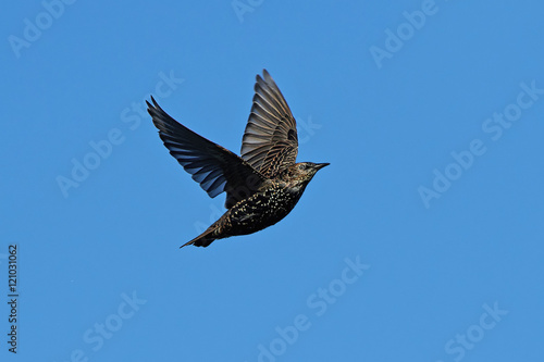 Common starling (Sturnus vulgaris)