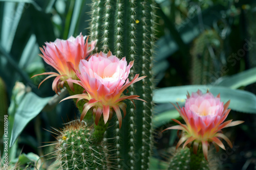 Wall Mural cactus flower