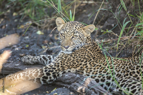 Canvas Print Leopard cub