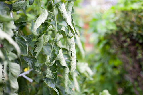 Curly leaves on tomato tree by a plethora of nitrogen