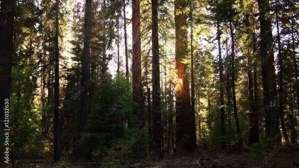 Sequoia Forest 36 Sequoia Forest 36