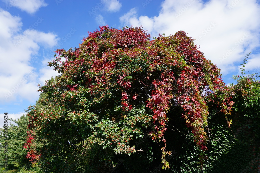 Naklejka premium Leaves