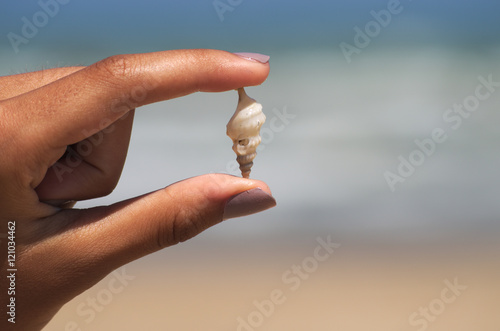 Holding a white spiral seashell in the hand 