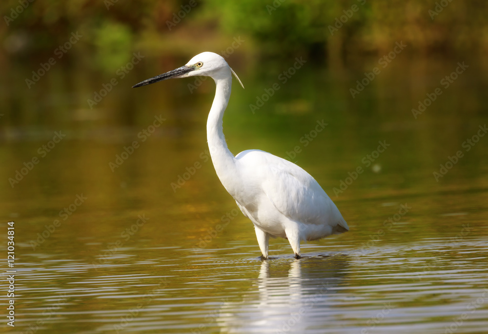 Little egret (Egretta garzetta), Sole bird standing in water Little egret (Egretta garzetta), Sole bird standing in water