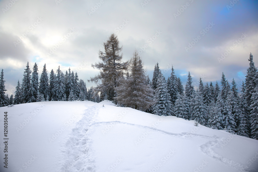 Winter mountain forest. Winter mountain forest.