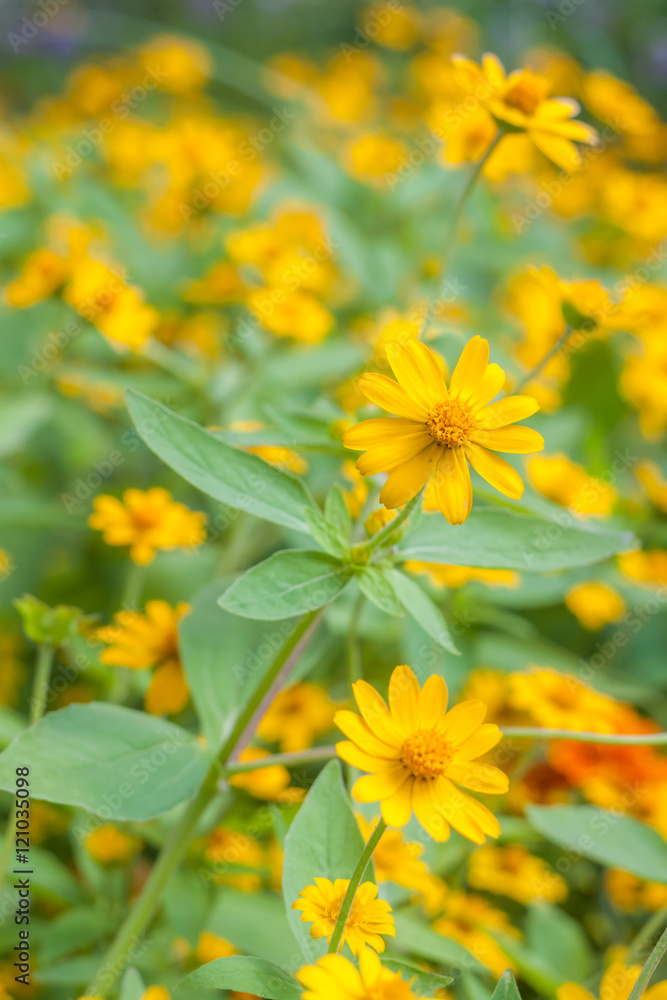 Melampodium divaricatum flowers Melampodium divaricatum flowers