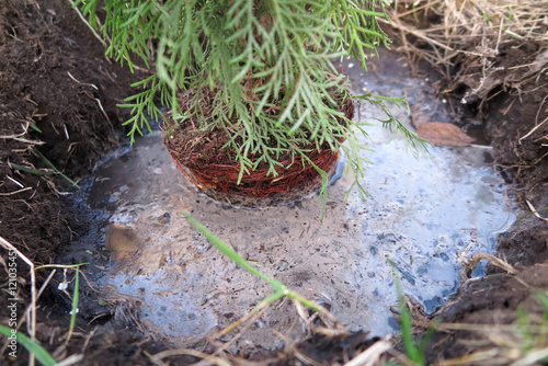 Obraz na plátně Planting of a cultivar Thuja in the planting hole in the spring harden