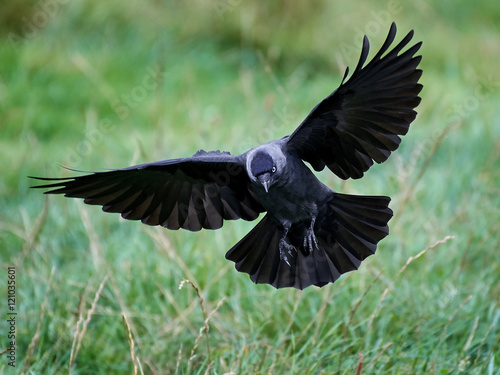 Fotografie Western jackdaw (Corvus monedula)