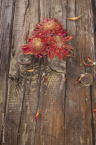 Fototapeta Naklejka Na Ścianę i Meble -  Small dried flowers