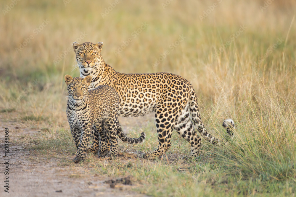 Obraz premium Leopard and leopard cub