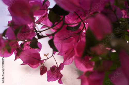 Blooming tree with pink flowers in soft focus. Beautiful flowers background.