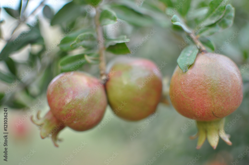 Not mature fruits of a pomegranate on blurred background Not mature fruits of a pomegranate on blurred background