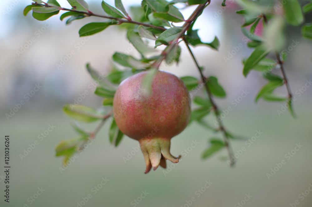 Not mature fruits of a pomegranate on blurred background Not mature fruits of a pomegranate on blurred background