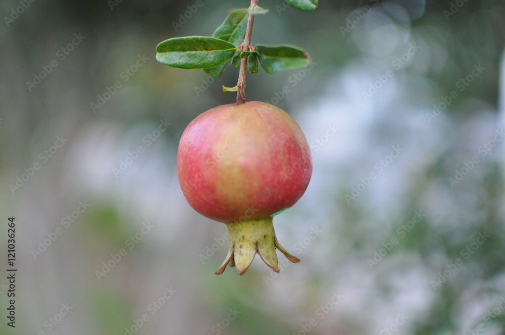 Not mature fruits of a pomegranate on blurred background Not mature fruits of a pomegranate on blurred background