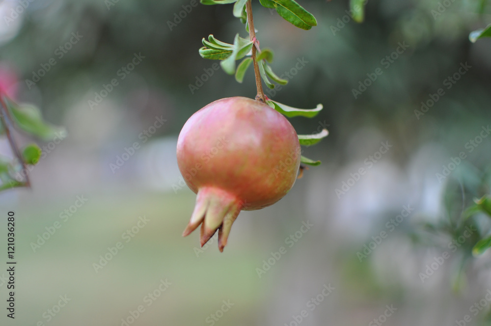 Not mature fruits of a pomegranate on blurred background Not mature fruits of a pomegranate on blurred background