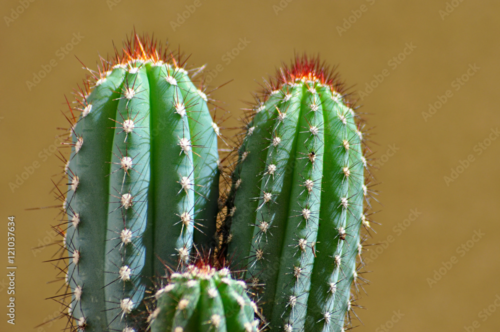 cactus on pot cactus on pot