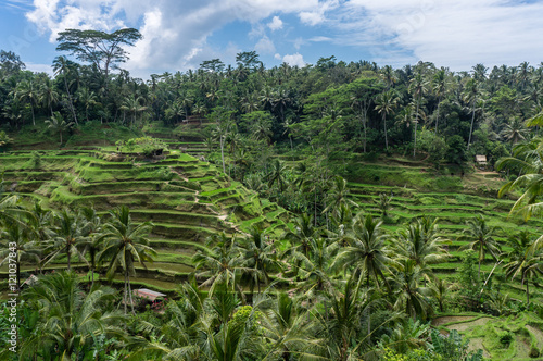 Rizières en terrasse de Tegalalang, Bali, Indonésie