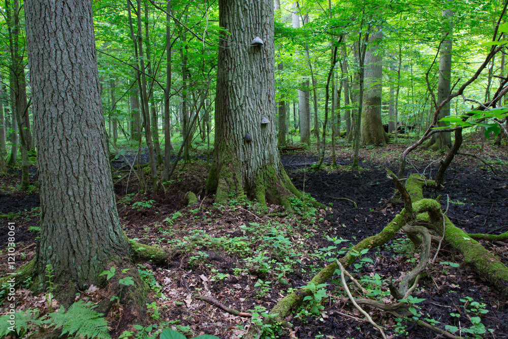 Old oak tree branch broken lying in spring forest Old oak tree branch broken lying in spring forest