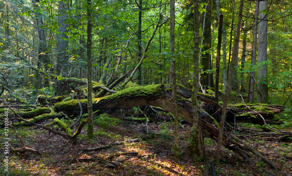 Obraz premium Dead oak lying moss wrapped