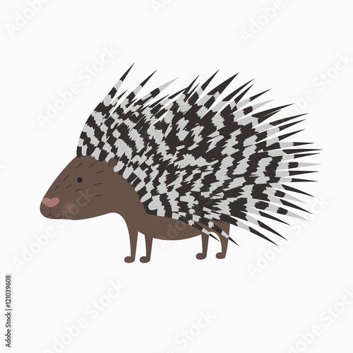 porcupine on white background