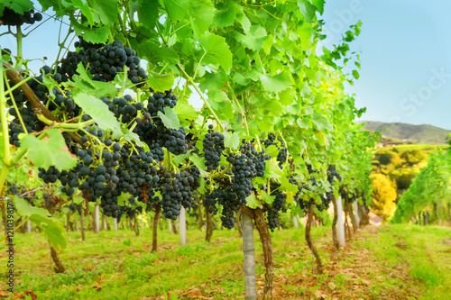 Rows of grapevines photo