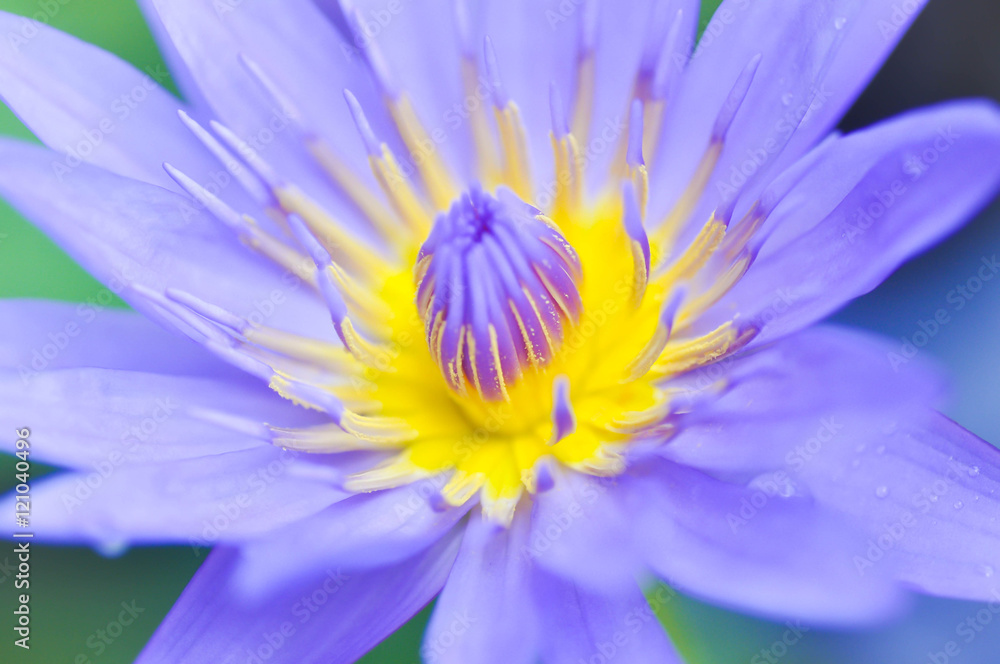 purple lotus flower purple lotus flower