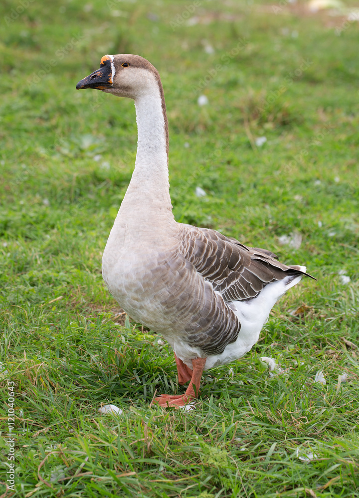goose on the green grass goose on the green grass