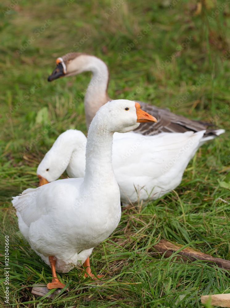 three geese on the green grass three geese on the green grass
