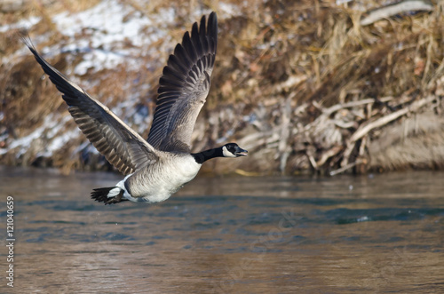 Canada Goose Flying Low Over the River © rck