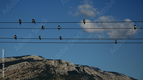 Rondini si riposano su cavi elettrici con montagna sullo sfondo photo