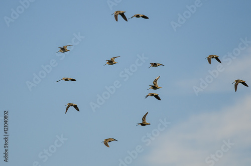 Flock of Wilson's Snipe Flying in a Cloudy Blue Sky