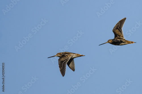 Two Wilson s Snipe Flying in a Blue Sky