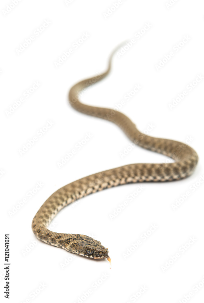 Snake isolated Snake isolated