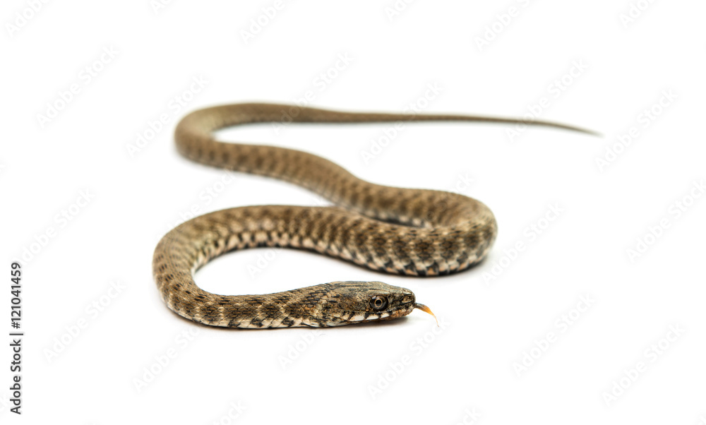 Fototapeta premium Snake isolated