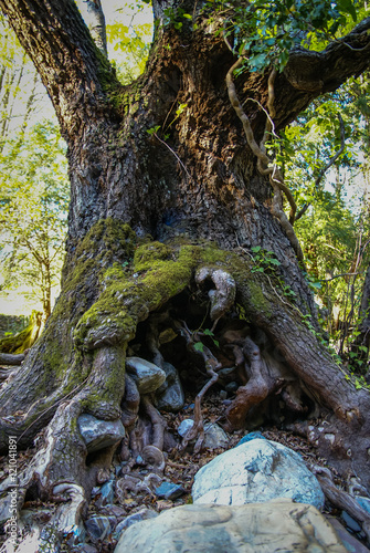 Beautiful landscape with tree roots at Convento de las Batuecas photo