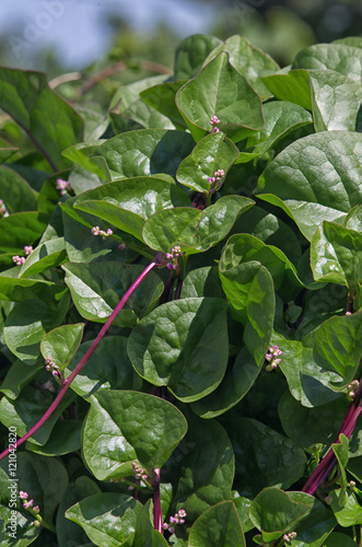 Malabar spinach plant in garden photo