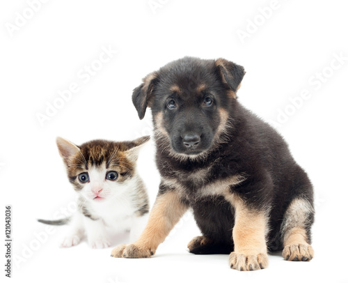 cute kitten and puppy
