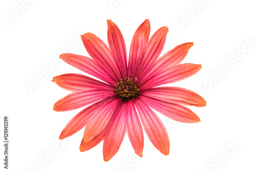 Fototapeta Naklejka Na Ścianę i Meble -  Osteosperumum Flower Daisy