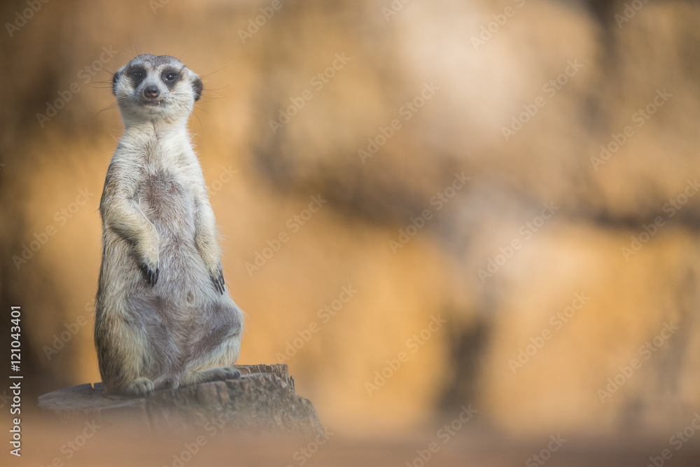 Fototapeta premium Watchful meerkat standing guard
