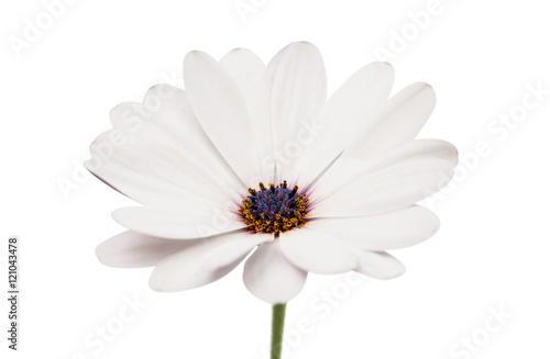 Fototapeta Naklejka Na Ścianę i Meble -  Osteosperumum Flower Daisy Isolated