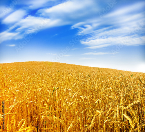 Wheat field against a blue sky