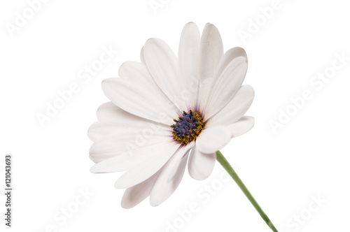 Osteosperumum Flower Daisy Isolated