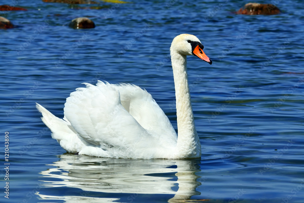 Naklejka premium Beautiful young mute Swan, lat. Cygnus olor